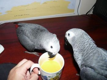 African Grey Parrots For Adoption-thumb