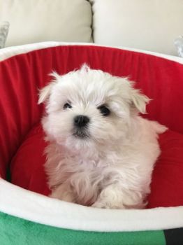 Quality Registered Maltese puppies-thumb
