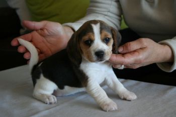 Beagle femelle-thumb