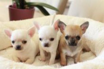 Superbes Chiots Chihuahua Pure Race Poils Courts Taille Stan-thumb
