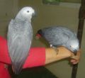 J’offre mon couple de perroquet gris du Gabon+cage+perchoir‏-1-thumb