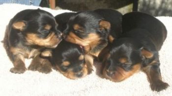 Superbes Chiots Yorkshire Terrier Pure Race-thumb