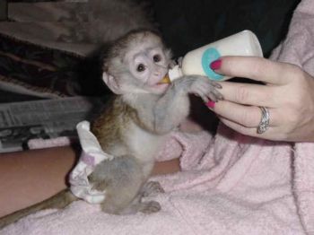 Adorables bébés singe capucins-thumb