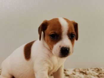 Chiots Jack Russell Terrier-thumb