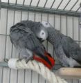 J’offre mon couple de perroquet gris du Gabon+cage+perchoir‏-2-thumb