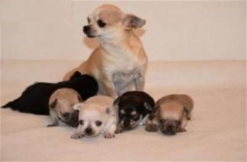 Superbes Chiots Chihuahua Pure Race Poils Courts Taille Stan-thumb
