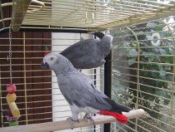 J’offre mon couple de perroquet gris du Gabon+cage+perchoir‏-thumb