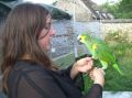 A Donner en toute urgence notre adorable Perroquet amazone-1-thumb