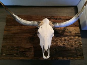 Crâne de boeuf longhorn skull décoration 290$ FERME-thumb