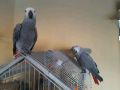 Perrots Valable Pour Adoption/ African greys for rehoming-1-thumb