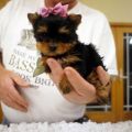 Mini chiots Yorkshire terrier pour adoption-1-thumb