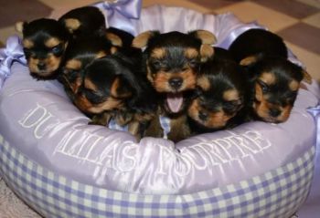 Superbes Chiots Yorkshire Terrier Pure Race-thumb