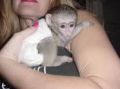Adorables bébés singe capucins-1-thumb
